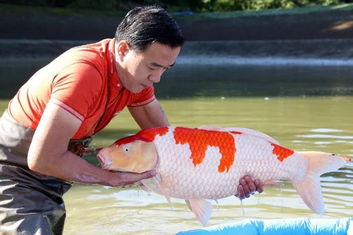 [Hình ảnh] Bộ sưu tập Koi Yamabuki vàng rực như ánh mặt trời tại Ruby Koi Farm
