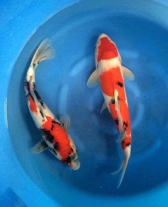 Patio Fish And Landscape ảnh 1 - Khoảnh khắc đẹp mê hoặc từ thế giới cá Koi đẳng cấp và không gian sân vườn nghệ thuật.