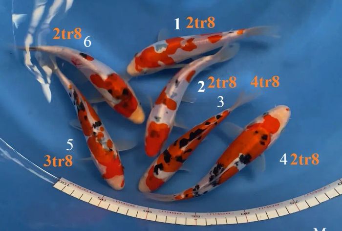 [Hình ảnh] Những chú Koi Kohaku đỏ trắng huyền thoại bơi lượn tại Ruby Koi Farm