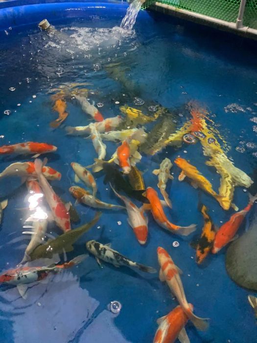 [Hình ảnh] Bộ sưu tập Koi Nhật Bản cao cấp tại KING KOI FARM JP