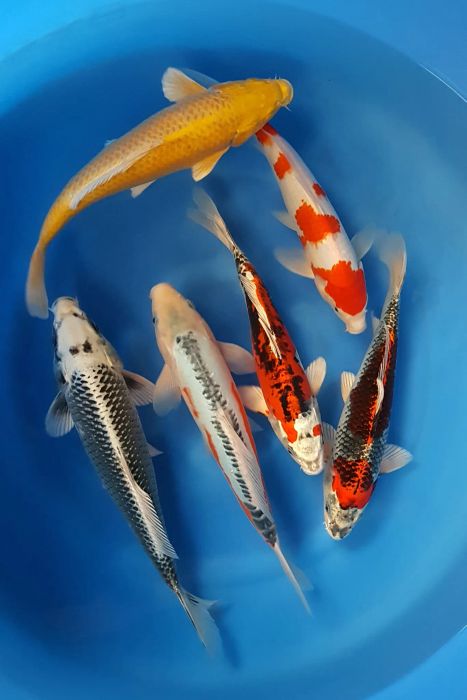 Hình ảnh Trại cá Koi Asagi 2
