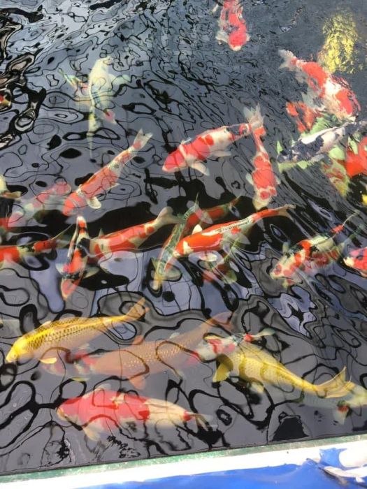 [Hình ảnh] Những chú Koi Kohaku huyền thoại tại O-KVC KOI Farm