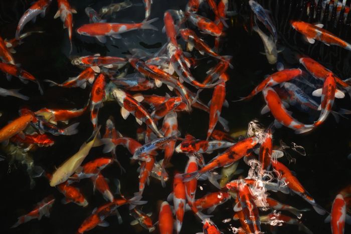 Hình ảnh Trại cá Koi Asagi