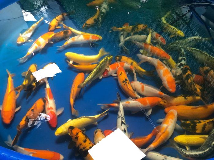 King Koi Farm ảnh 2 - Bộ sưu tập cá Koi F1 và Koi Nhật với vẻ đẹp hoàn mỹ làm say lòng giới chơi cá cảnh.