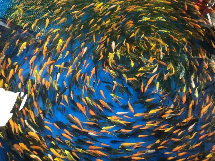 King Koi Farm ảnh 1 - Góc nhìn chân thực về thế giới cá Koi đa sắc màu tại một trong những trang trại cá uy tín nhất Sài Gòn.