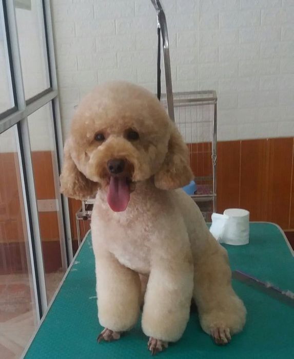 Không gian dịch vụ cao cấp tại Happy Pet Lục Nam - Hình ảnh thực tế