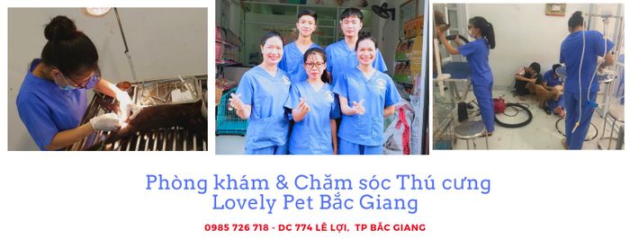 Không gian phòng khám Lovely Pet - Nơi thú cưng được chăm sóc tận tình