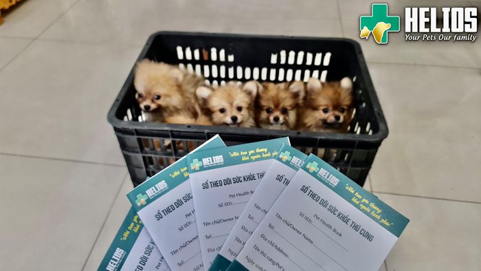 Khu vực điều trị hiện đại tại Bệnh Viện Thú Y Helios