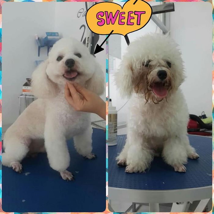 Khu vực điều trị và chăm sóc tại Lovely Pet Bắc Giang
