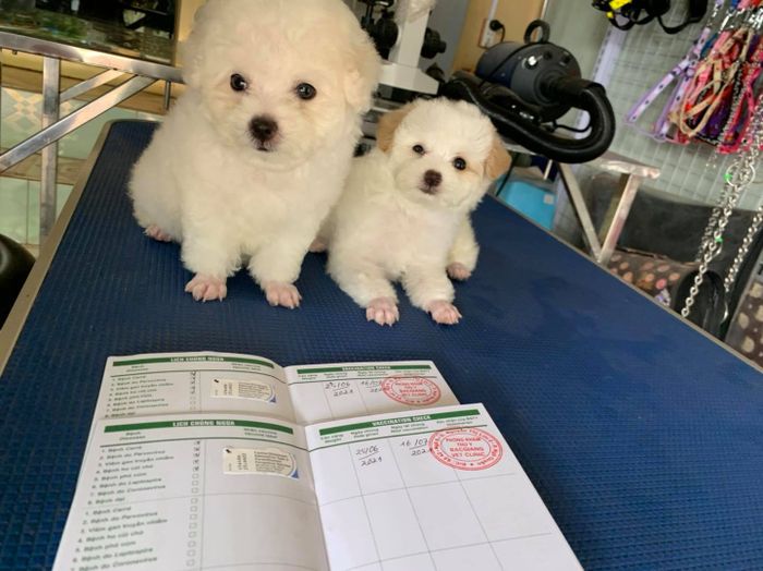 Phòng khám và khu vực điều trị tại BacGiang Vet Clinic