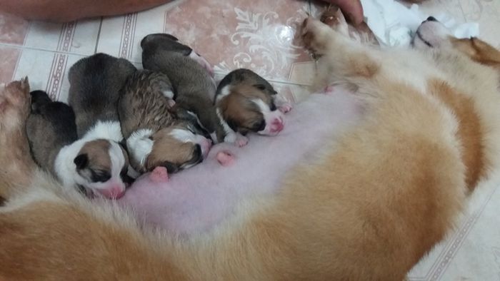 Không gian sang trọng tại Happy Pet Lục Nam - Nơi thú cưng được nâng niu