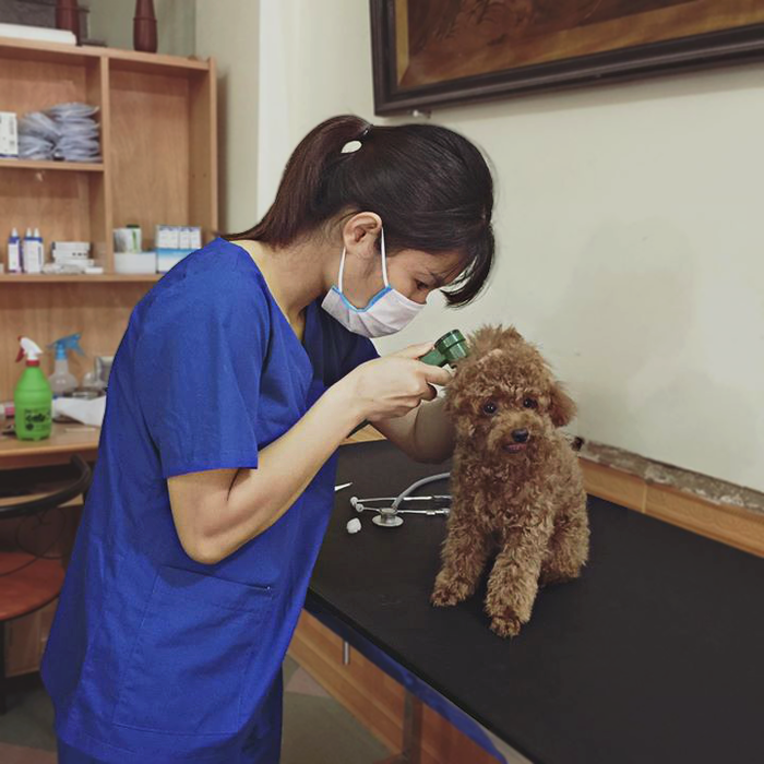Không gian hiện đại tại BacGiang Vet Clinic - Hình ảnh cơ sở vật chất