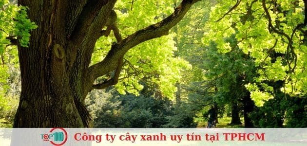 Thanh Đa - Kiến Tạo Không Gian Xanh