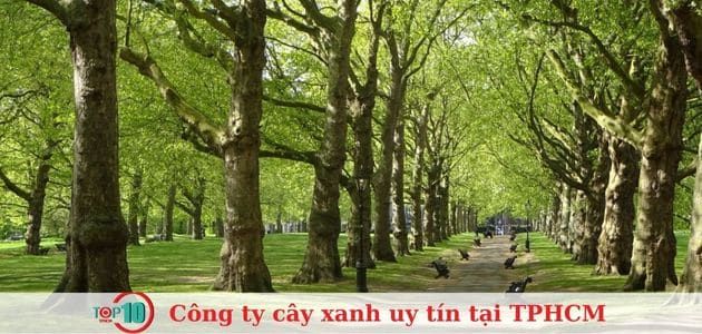 Công Ty Cây Xanh SG Tree