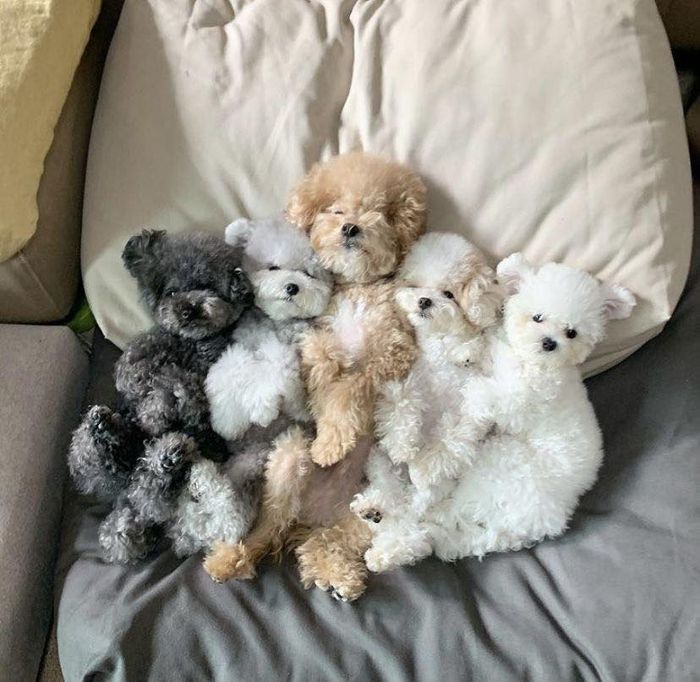 Mập Pet House - Ảnh 1