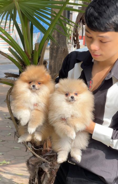 Viet Pet House - Ảnh 1