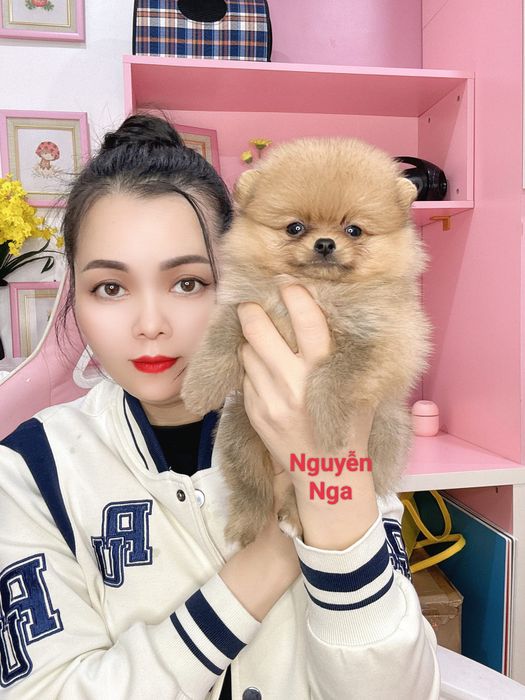 Shop Chó Cảnh Nguyễn Nga - Ảnh 1