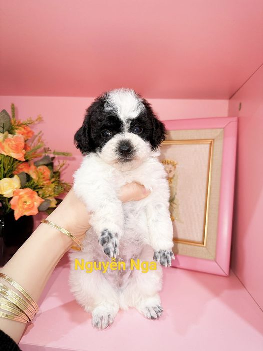 Shop Chó Cảnh Nguyễn Nga - Ảnh 2