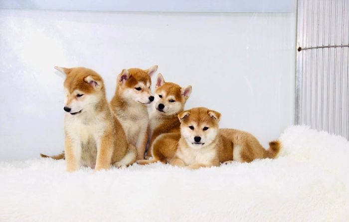BaNguyen Kennel - Ảnh 2