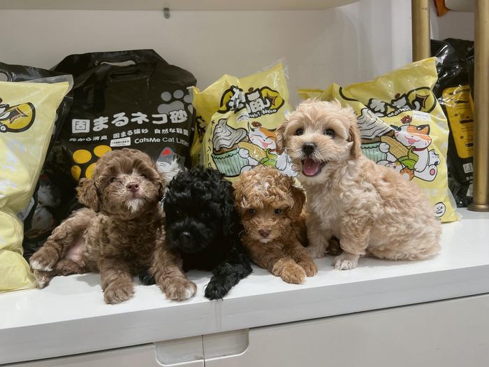 Pet House Thú Cảnh Việt - Ảnh 2