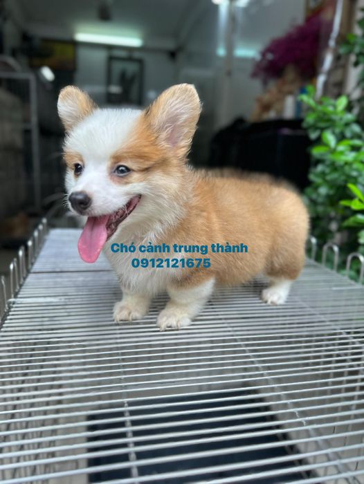 Chó Cảnh Trung Thành - Ảnh 2