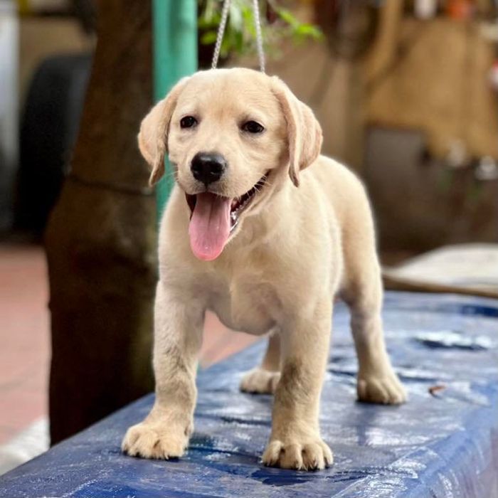 Tùng Lộc Pet - Ảnh 1