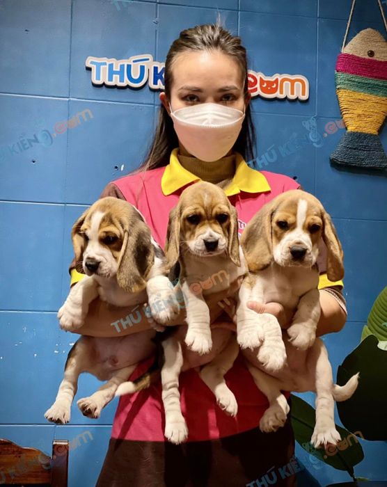 Tùng Lộc Pet Ảnh 2