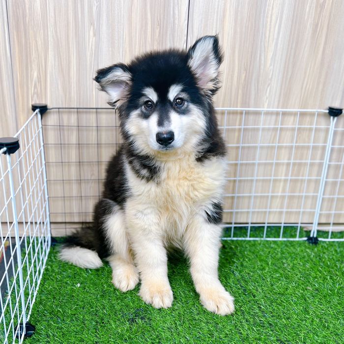 AZPET Shop - Ảnh minh hoạ