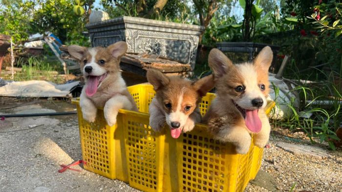 Tùng Lộc Pet - Ảnh 2