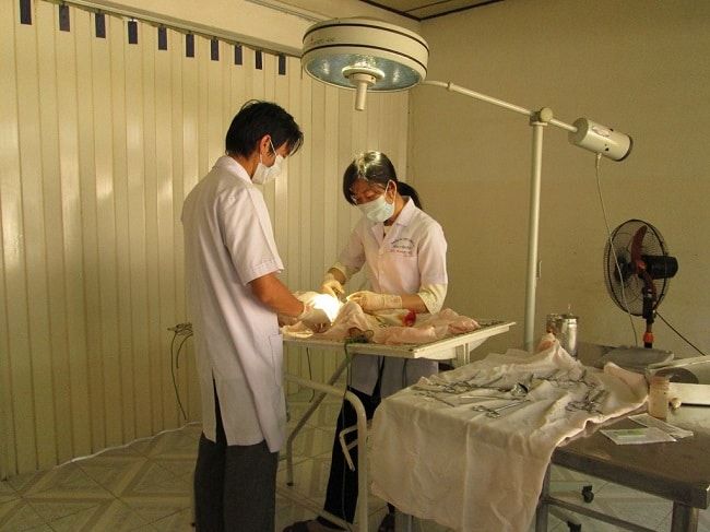 Phòng khám Thú Y Đại học Nông Lâm TP.HCM - Địa chỉ vàng trong lĩnh vực thú y được đánh giá cao nhất tại TP.HCM