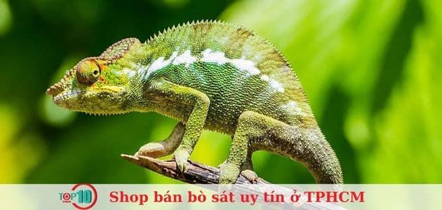HCM Reptile Shop - Địa chỉ uy tín cho giới yêu bò sát