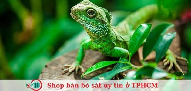 MEW Pet Shop - Thiên đường cho thú cưng đặc biệt