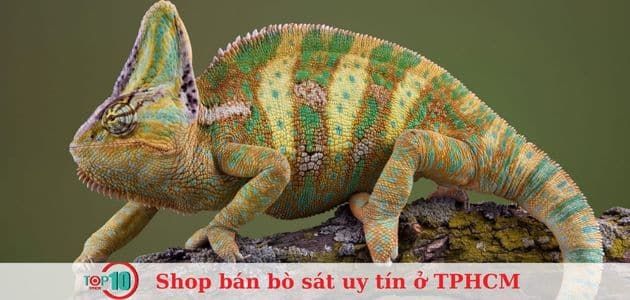 BB Petshop - Địa chỉ uy tín hàng đầu cho giới đam mê bò sát