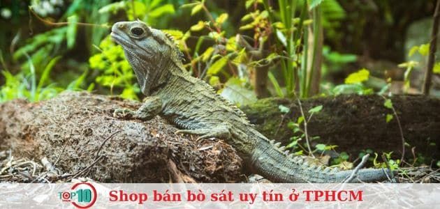 M Pet Store - Địa chỉ vàng cho người yêu thú cưng
