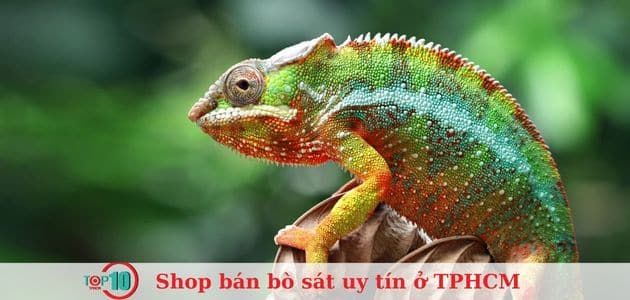 Pet Xinh - Điểm hẹn của những người yêu thú cưng