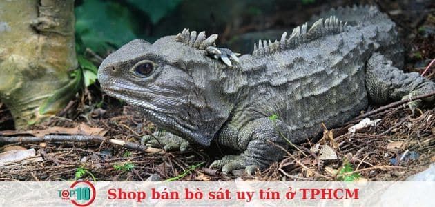 Lolipet - Thiên đường của những người yêu bò sát