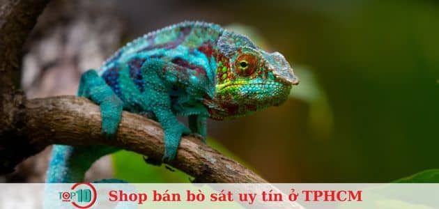 Thế Giới Thú Cưng - Thiên đường cho thú cưng đặc biệt