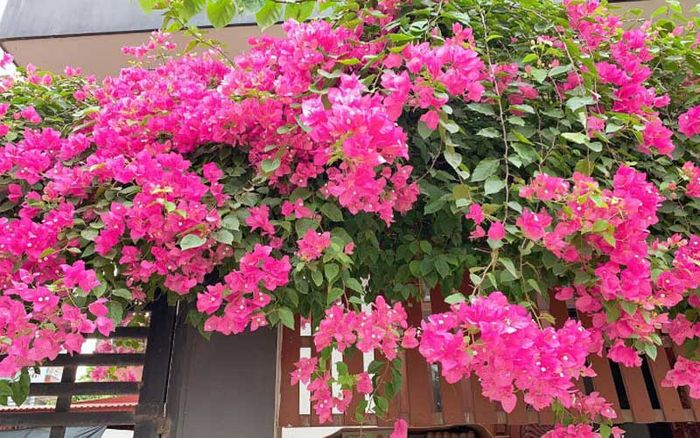 Phân bón hoa giấy Better Bloom – Hình ảnh minh họa 2