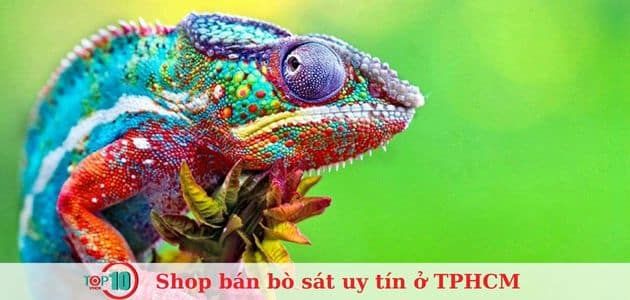 Bobby Pet Shop - Thiên đường thú cưng đa dạng