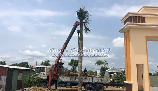 Công ty Cây Xanh An Phú – Kiến tạo không gian xanh bền vững