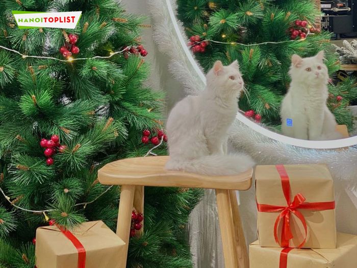 bastet-home-cafe-meo-mytour