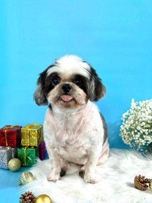 Bệnh viện Thú Y Petcare ảnh 1