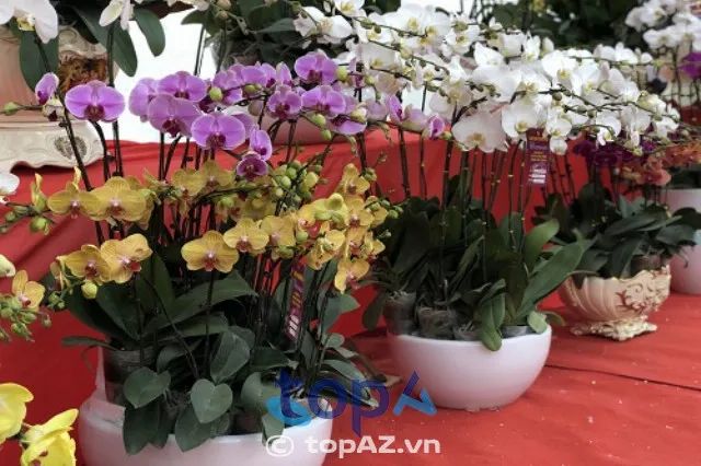 Địa chỉ mua lan hồ điệp uy tín hàng đầu tại Tây Hồ