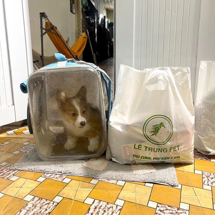 Lê Trung Pet ảnh 2