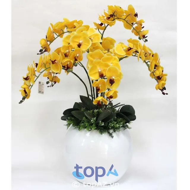 Địa chỉ mua hoa lan hồ điệp đẹp mê ly tại Tây Hồ