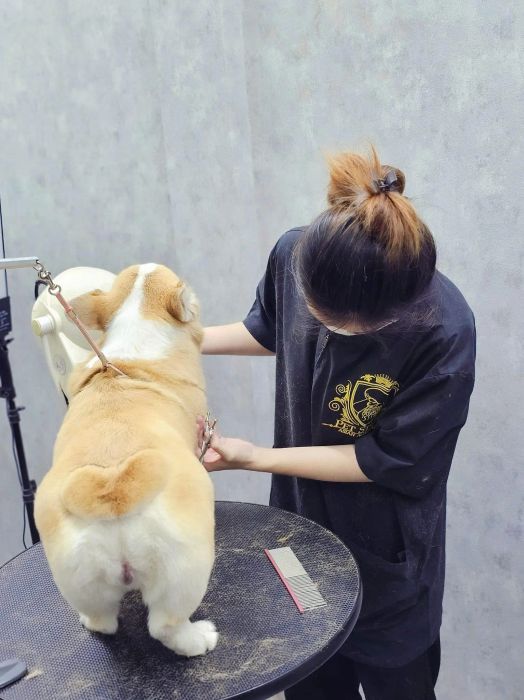 Dejay's Grooming ảnh 2
