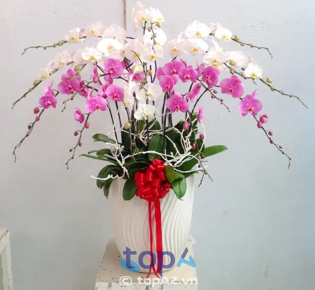 Điểm đến lý tưởng để đặt hoa lan hồ điệp tại quận Tây Hồ