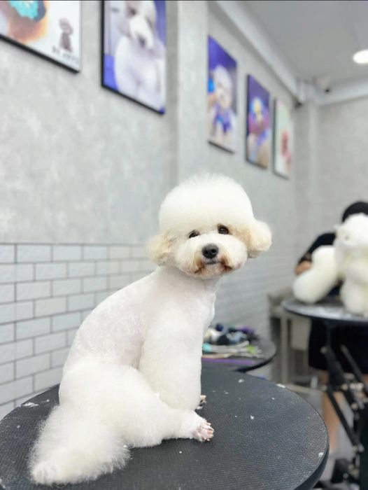 Dejay's Grooming ảnh 1
