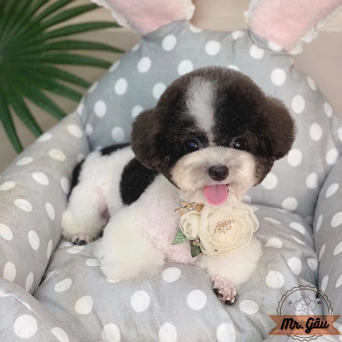 Hình ảnh tuyệt vời từ Mr.Gâu, nơi thú cưng được chăm sóc chuyên sâu và yêu thương như chính thành viên trong gia đình, đảm bảo mang lại vẻ ngoài ấn tượng và sự thoải mái tối đa cho các boss.
