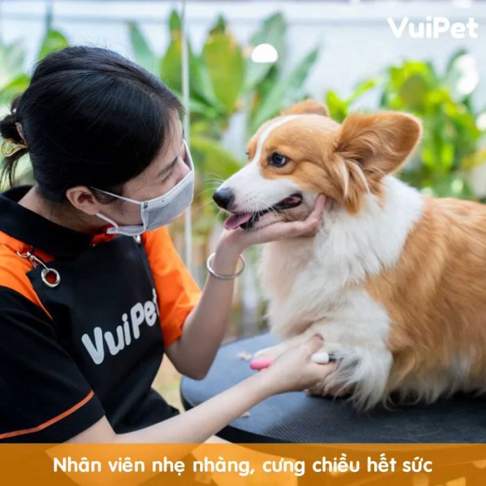 VuiPet - không gian lý tưởng để chăm sóc các bé yêu, với các dịch vụ spa chuyên nghiệp, tỉa lông chó mèo 5 sao. Mỗi dịch vụ được thiết kế riêng biệt cho từng bé để đảm bảo sự thoải mái và hoàn hảo nhất.
